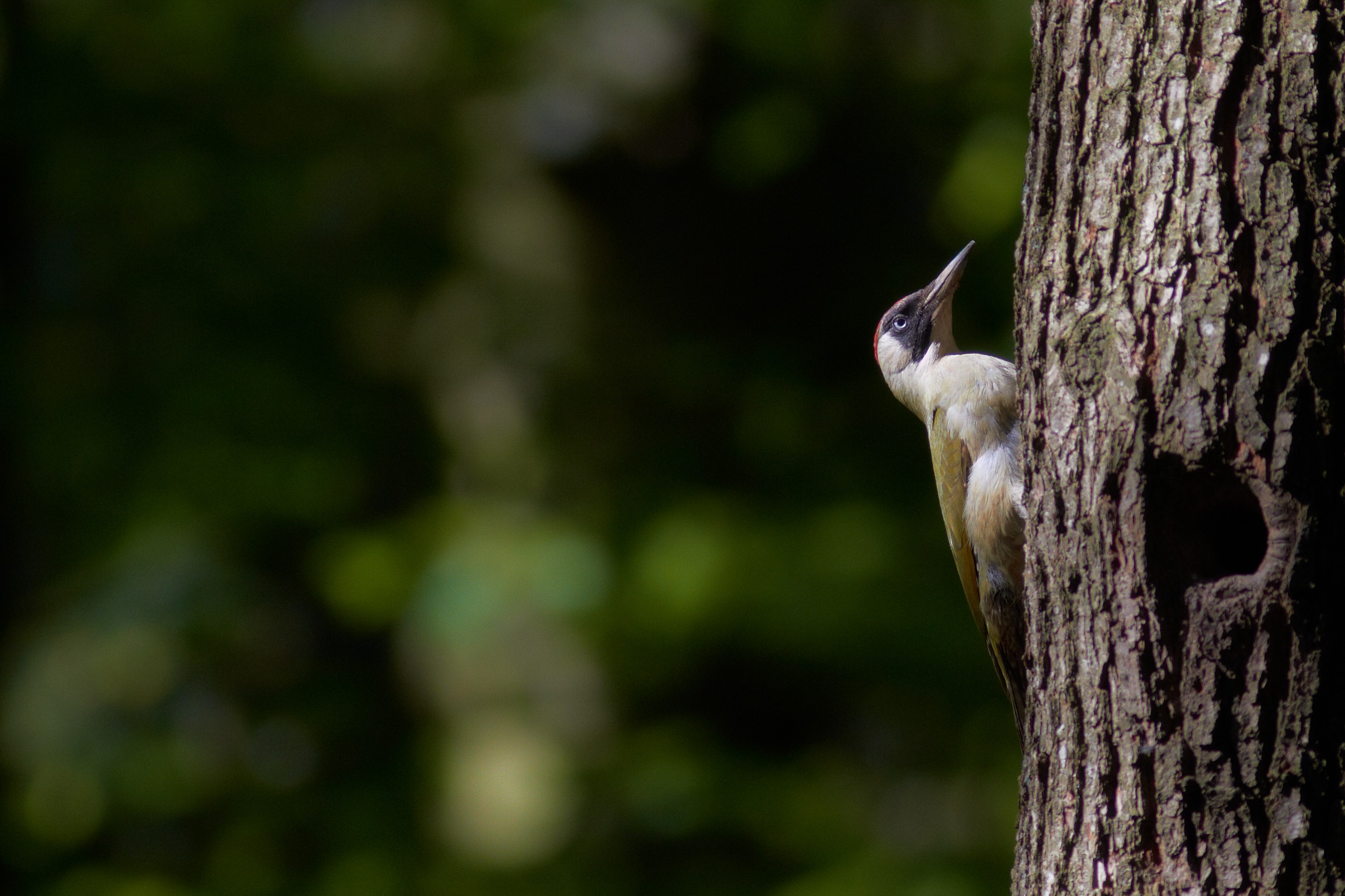 Picus viridis   Grünspecht   0088